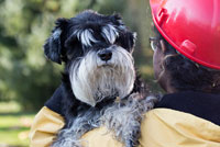 Seguridad ante in incendio para mascotas; consejos para mantener a sus perros, gatos y otras mascotas seguros ante un incendio. 