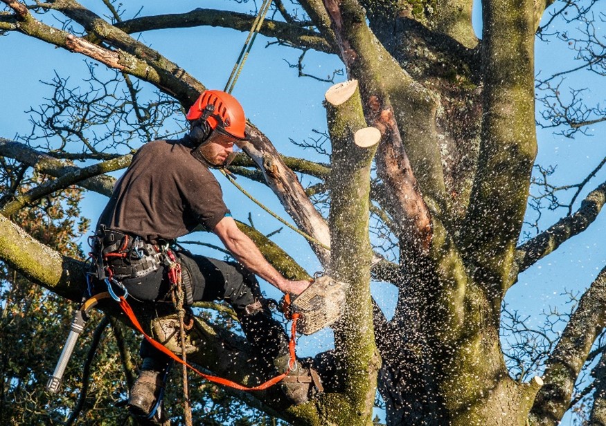 Tree trimmer wearing PPE